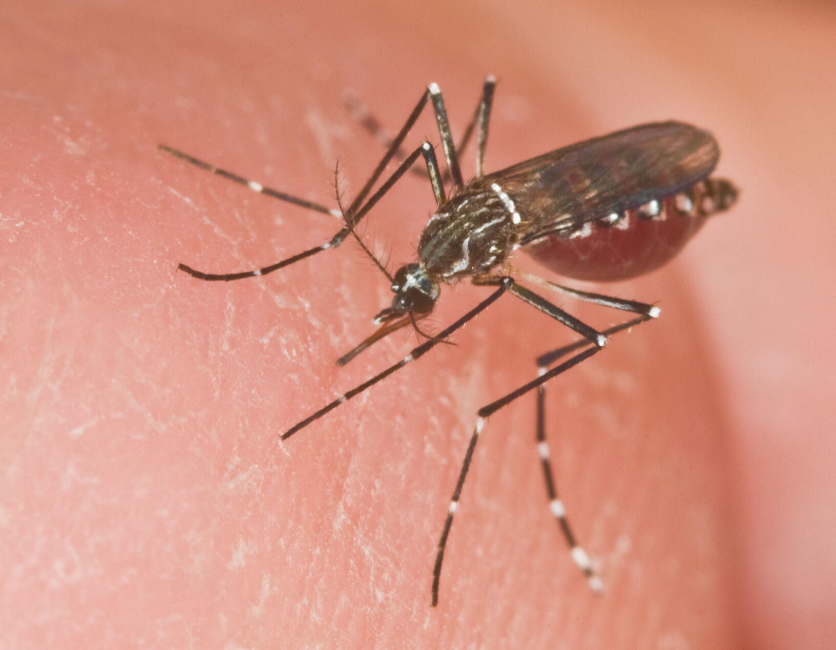 Aedes aegypti mosquito.